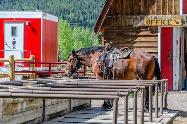 Balade à cheval à la Bow River - Banff