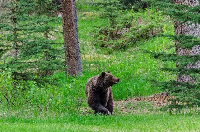 Grizzly à Jasper