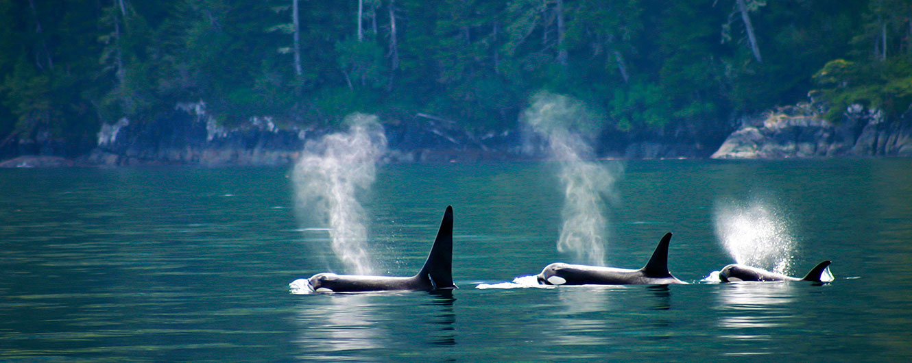 Observation baleines orques Ouest - Couverture