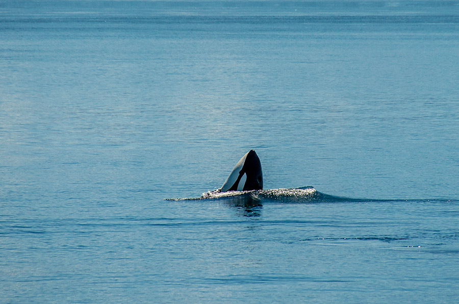 Observation orque - Victoria, BC