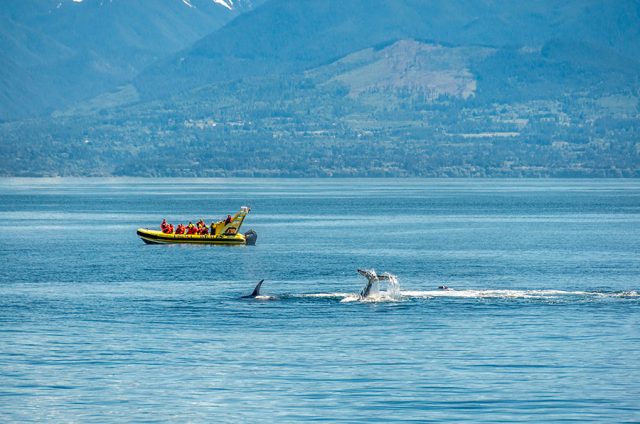 Prince of Whales - Whale Watching, Victoria, BC