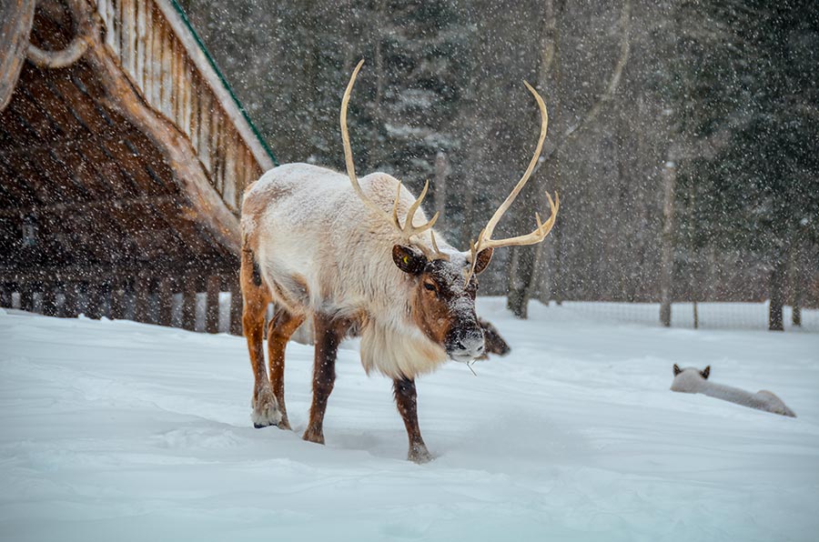 Parc Oméga Hiver