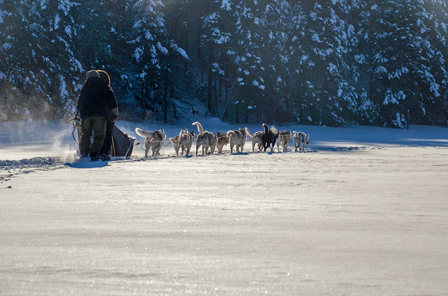 Traineau à chiens - Hiver Canada
